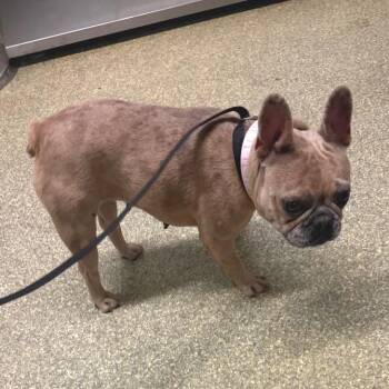 IVHS-Stray-142391 -  French Bulldog Dog for Adoption in San Gabriel, California - IVHS-Stray-142391 | PetCurious