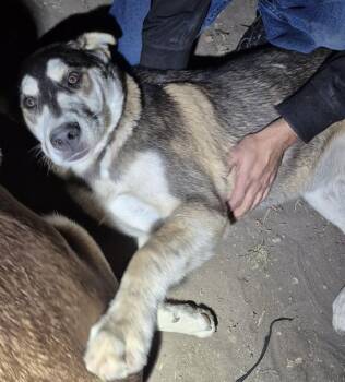 Husky Dogs Available for Adoption in San Antonio, Texas - RACCOON | PetCurious