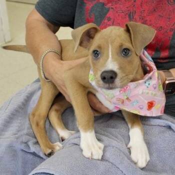 Stormy -  Labrador Retriever Dog for Adoption in Birmingham, Alabama - Stormy | PetCurious
