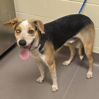 Kenny Rogers -  Hound Dog for Adoption in Norman, Oklahoma - Kenny Rogers | PetCurious