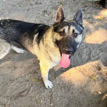 Kennedy -  German Shepherd Dog Dog for Adoption in Brookhaven, New York - Kennedy | PetCurious