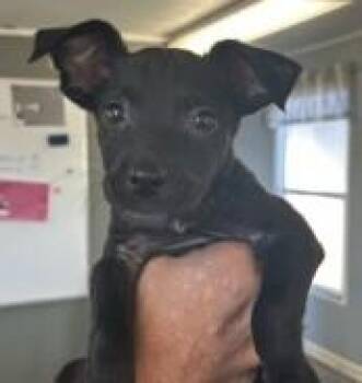 Vanilla Bean -  Labrador Retriever and Mixed Breed Dog for Adoption in West Memphis, Arkansas - Vanilla Bean | PetCurious