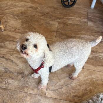 Teddy -  Poodle Dog for Adoption in Tunkhannock, Pennsylvania - Teddy | PetCurious