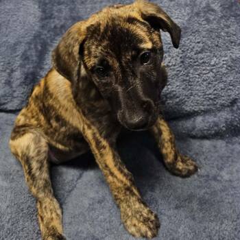 Pumpkin -  Anatolian Shepherd Dog for Adoption in Sunderland, Maryland - Pumpkin | PetCurious