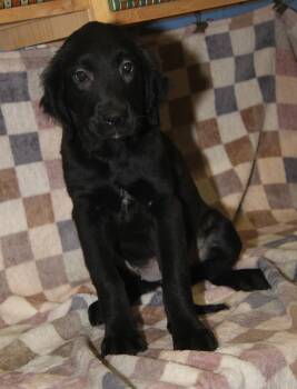 Mixed Breed Dogs Available for Adoption - Clove (Autumn