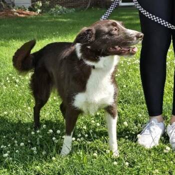 Roxie -  Border Collie and Australian Shepherd Dog for Adoption in Waterloo, Iowa - Roxie | PetCurious
