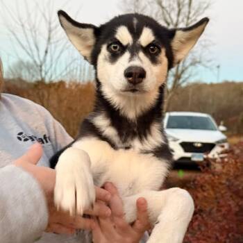 Rescue Husky Dogs for Adoption in Stormville, New York - CT Echo | PetCurious