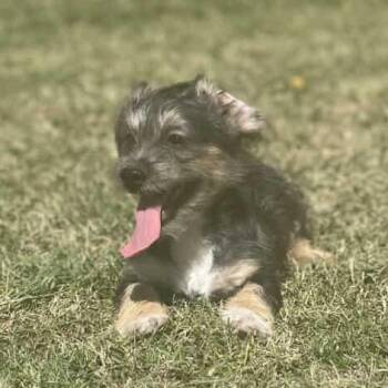 Rescue Wirehaired Terrier Dogs for Adoption in Plainfield, Connecticut - J.D. | PetCurious
