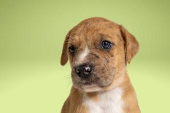 Boxer and Cattle Dog Dogs Available for Adoption in Simsbury, Connecticut - Wesley | PetCurious