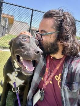 Black Bear -  Mixed Breed Dog for Adoption in Wichita, Kansas - Black Bear | PetCurious