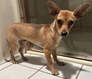 Chihuahua Dogs Available for Adoption in El Cajon, California - POPI | PetCurious