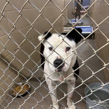 Mixed Breed Dogs Available for Adoption - Po | PetCurious