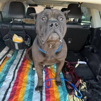 Cane Corso Dogs Available for Adoption in Turlock, California - King | PetCurious