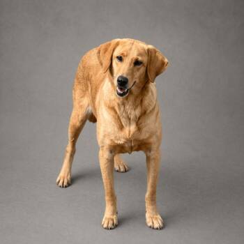 Golden Retriever Dogs Available for Adoption in Hardeeville, South Carolina - Goldie Rocks | PetCurious