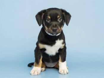 JJ -  Carolina Dog and Mixed Breed Dog for Adoption in Phoenix, Arizona - JJ | PetCurious