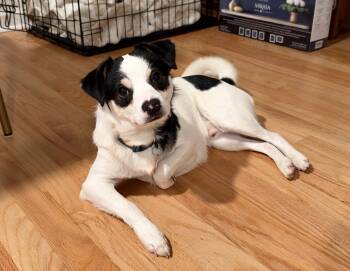 Sid -  Mixed Breed Dog for Adoption in Seattle, Washington - Sid | PetCurious