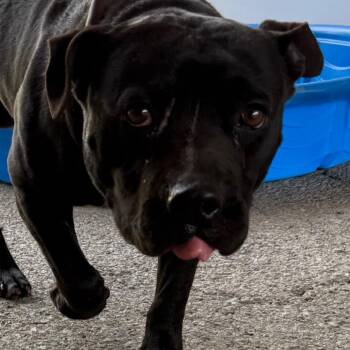 Mixed Breed Dogs Available for Adoption in Jacksonville, Arkansas - Funk | PetCurious