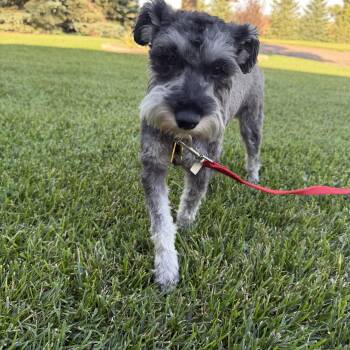 Winnie -  Miniature Schnauzer Dog for Adoption in Lakewood, Colorado - Winnie | PetCurious