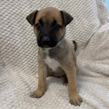 Rain -  Shepherd and Mixed Breed Dog for Adoption in Hawthorne, California - Rain | PetCurious
