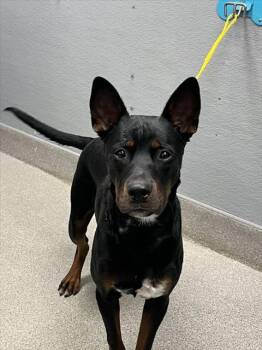 A1425184 -  Labrador Retriever and Pit Bull Terrier Dog for Adoption in Las Vegas, Nevada - A1425184 | PetCurious