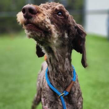 Standard Poodle Dogs Available for Adoption in Bedford, New Hampshire - Davey | PetCurious
