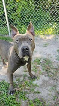 Zena -  Terrier Dog Available for Adoption in New Bern, North Carolina - Zena | PetCurious