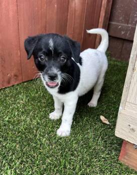 Tucker Lee -  Terrier Dog for Adoption in El Cajon, California - Tucker Lee | PetCurious
