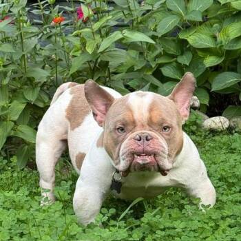 Toad -  American Bulldog Dog for Adoption in Chicago, Illinois - Toad | PetCurious