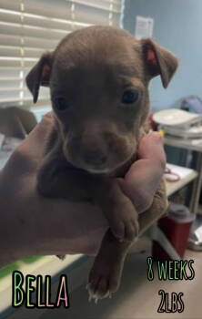 Rescue Chihuahua Dogs for Adoption in Holbrook, New York - BELLA | PetCurious