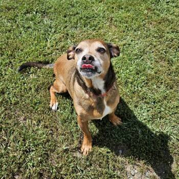 Tenzin -  Hound Dog for Adoption in Concord, New Hampshire - Tenzin | PetCurious