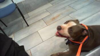 FLOWER -  Pit Bull Terrier Dog for Adoption in Charlotte, North Carolina - FLOWER | PetCurious