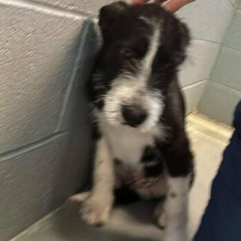 Mixed Breed Dogs Available for Adoption in Gadsden, Alabama - Cubs | PetCurious