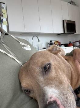 Buster -  Mixed Breed Dog for Adoption in New York, New York - Buster | PetCurious