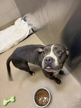 BABEE -  Mixed Breed Dog for Adoption in Farmers Branch, Texas - BABEE | PetCurious