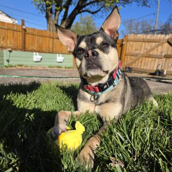 Boston Terrier Dogs Available for Adoption - Rudy | PetCurious