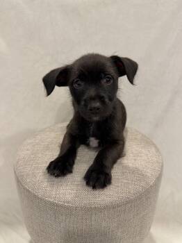 Dolly -  Chihuahua and Terrier Dog for Adoption in Ephrata, Washington - Dolly | PetCurious