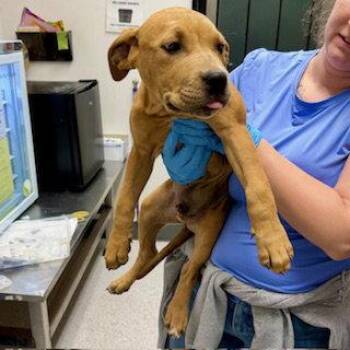 Garlic Parm -  Pit Bull Terrier Dog for Adoption in Oakland, California - Garlic Parm | PetCurious