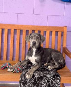 **CAMRI** -  Labrador Retriever and Hound Dog for Adoption in North Prairie, Wisconsin - **CAMRI** | PetCurious