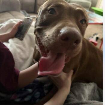 Remy -  Chocolate Labrador Retriever and Pit Bull Terrier Dog for Adoption in Twin Lakes, Wisconsin - Remy | PetCurious