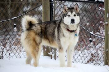 Alaskan Malamute Dogs Available for Adoption in Calgary, Alberta - Mishka | PetCurious