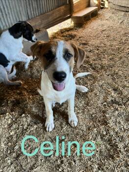 Celine -  Hound Dog for Adoption in Zimmerman, Minnesota - Celine | PetCurious