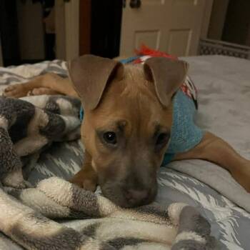 Labrador Retriever and Terrier Dogs Available for Adoption in Wadena, Minnesota - Elliot | PetCurious