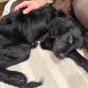 Flat Coated Retriever and Mixed Breed Dogs Available for Adoption - Scout | PetCurious