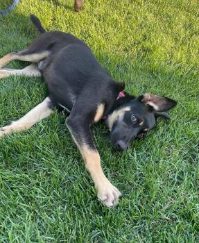 Miami -  Labrador Retriever and German Shepherd Dog Dog for Adoption in New London, Wisconsin - Miami | PetCurious