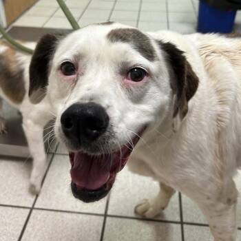 Peppermint Patty -  Mixed Breed Dog for Adoption in Charleston, West Virginia - Peppermint Patty | PetCurious