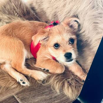 Chihuahua and Shih Tzu Dogs Available for Adoption - Scruffy | PetCurious