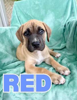 Red -  Pit Bull Terrier Dog for Adoption in Shalimar, Florida - Red | PetCurious