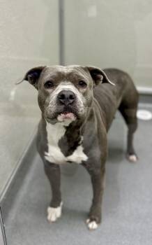 Rescue Pit Bull Terrier Dogs for Adoption in Victorville, California - Chula #4158 (1010) ON HOLD UNTIL 11/14/25 | PetCurious