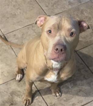 MAGNOLIA -  Pit Bull Terrier Dog for Adoption in Aliquippa, Pennsylvania - MAGNOLIA | PetCurious