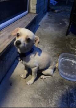 Butterscotch -  Chihuahua Dog for Adoption in Broken Arrow, Oklahoma - Butterscotch | PetCurious